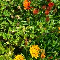 Gazania x splendens 'Daybreak melange'